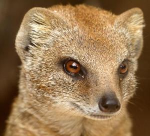 Mongoose